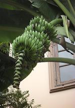 Lotusblüte
